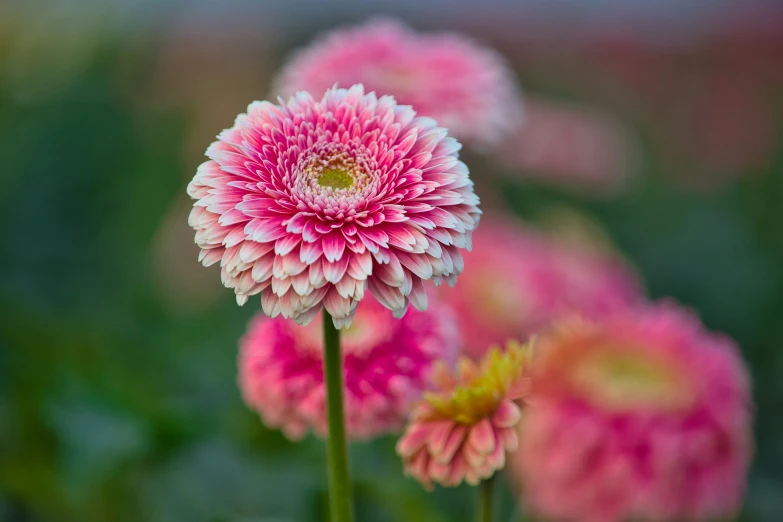 pink flowers bloom in a field in the summer