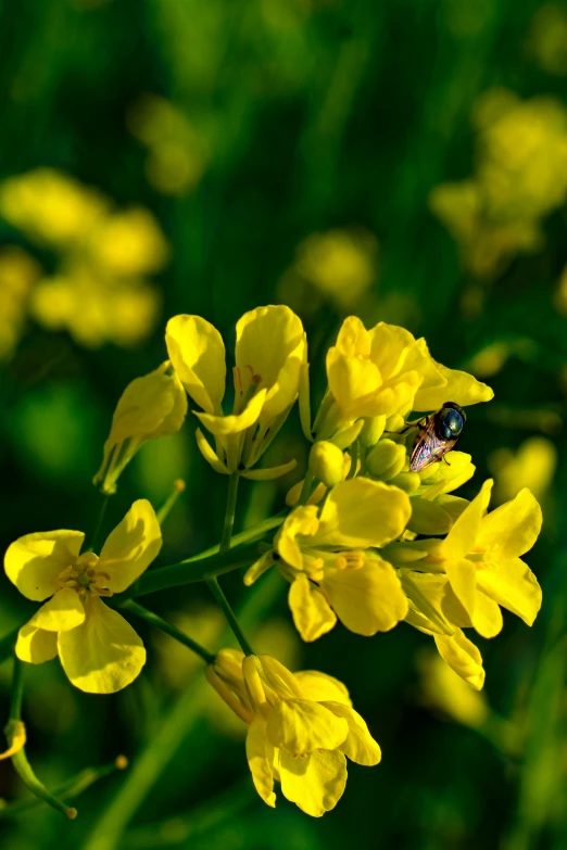 a yellow flower with a fly sitting on it