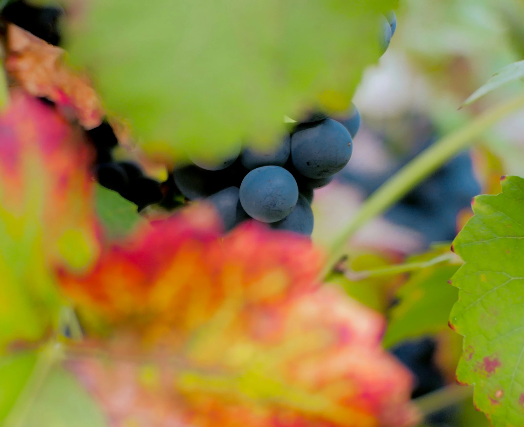 berries that are growing on a tree in the fall