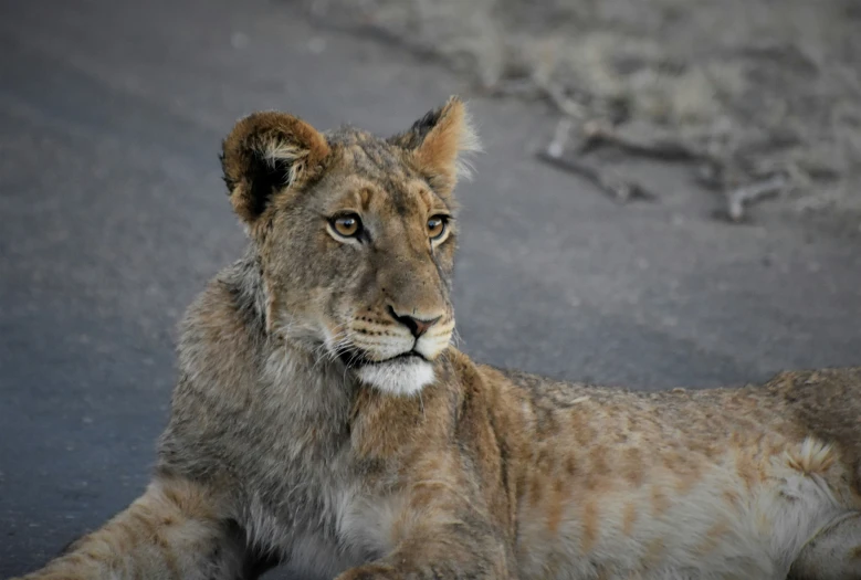 an adult lion lying on the ground