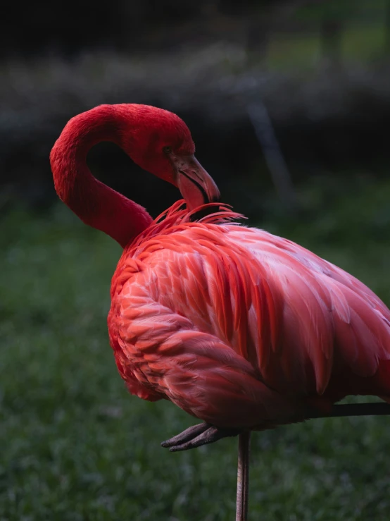 a close - up of a pink flamingo on the grass