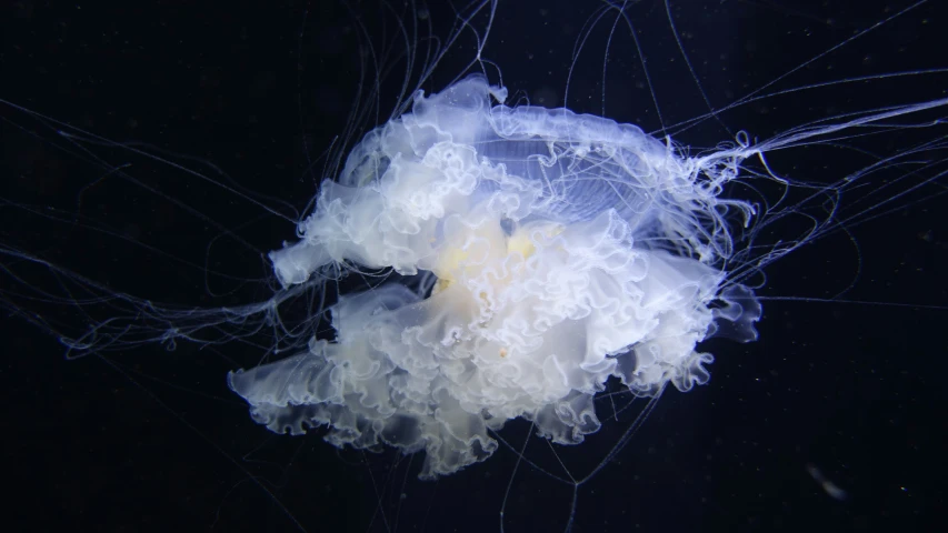 jelly fish floating on water in ocean with blue background