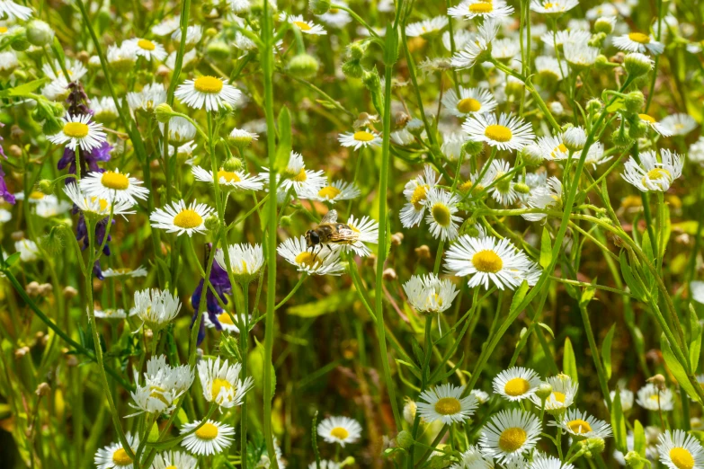 the small white flowers and purple wildflowers in the grass