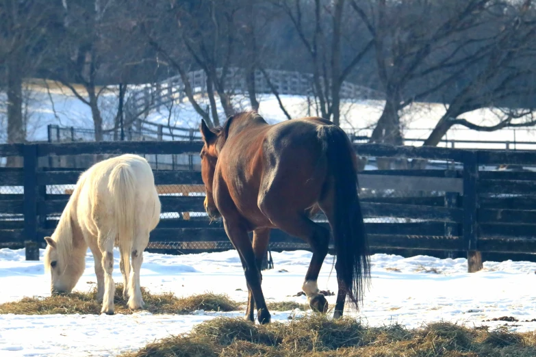 two horses are standing in the snow