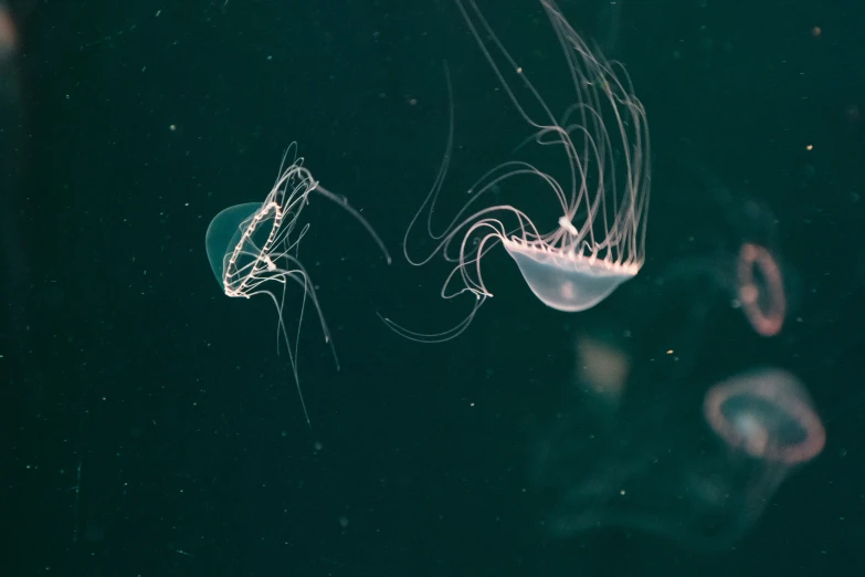 jellyfish are swimming together in the water