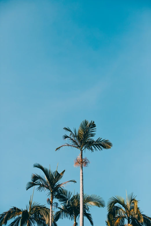 an image of three different trees against the sky