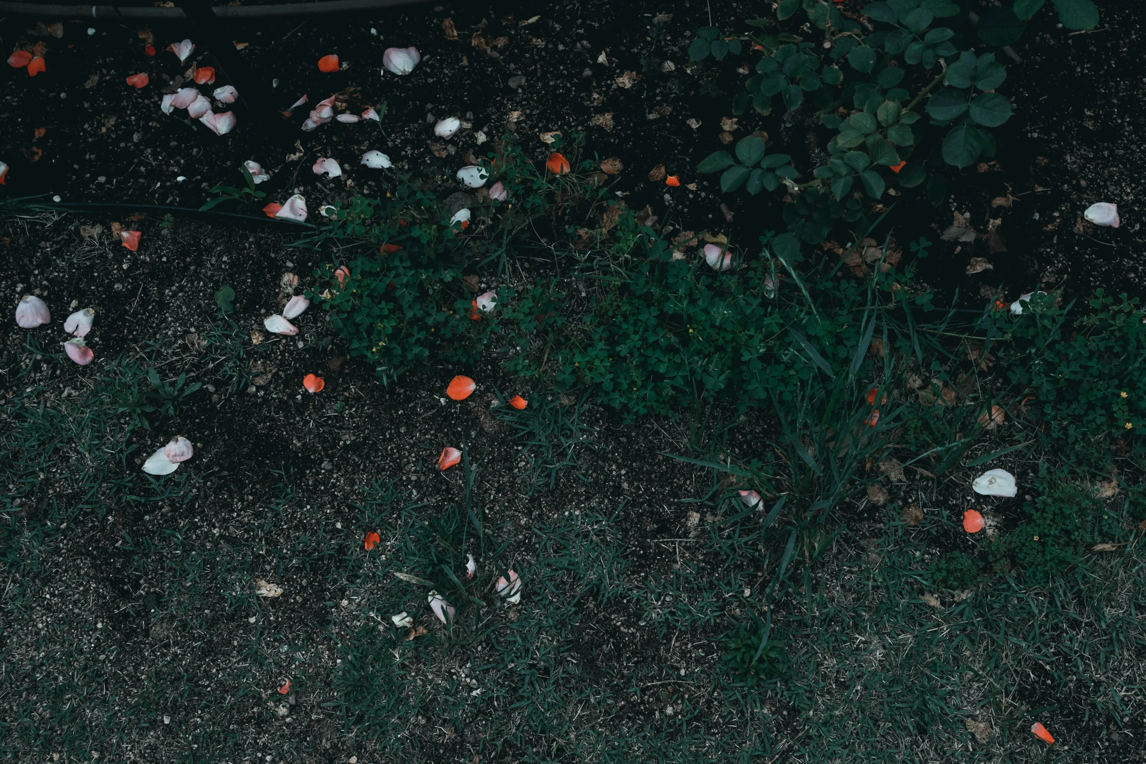 the ground covered with flowers, seeds and leaves