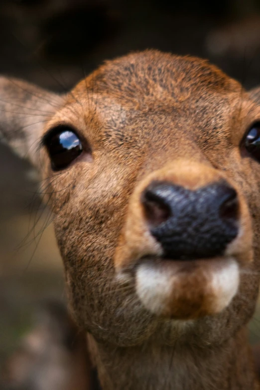 a brown animal with the camera in its mouth