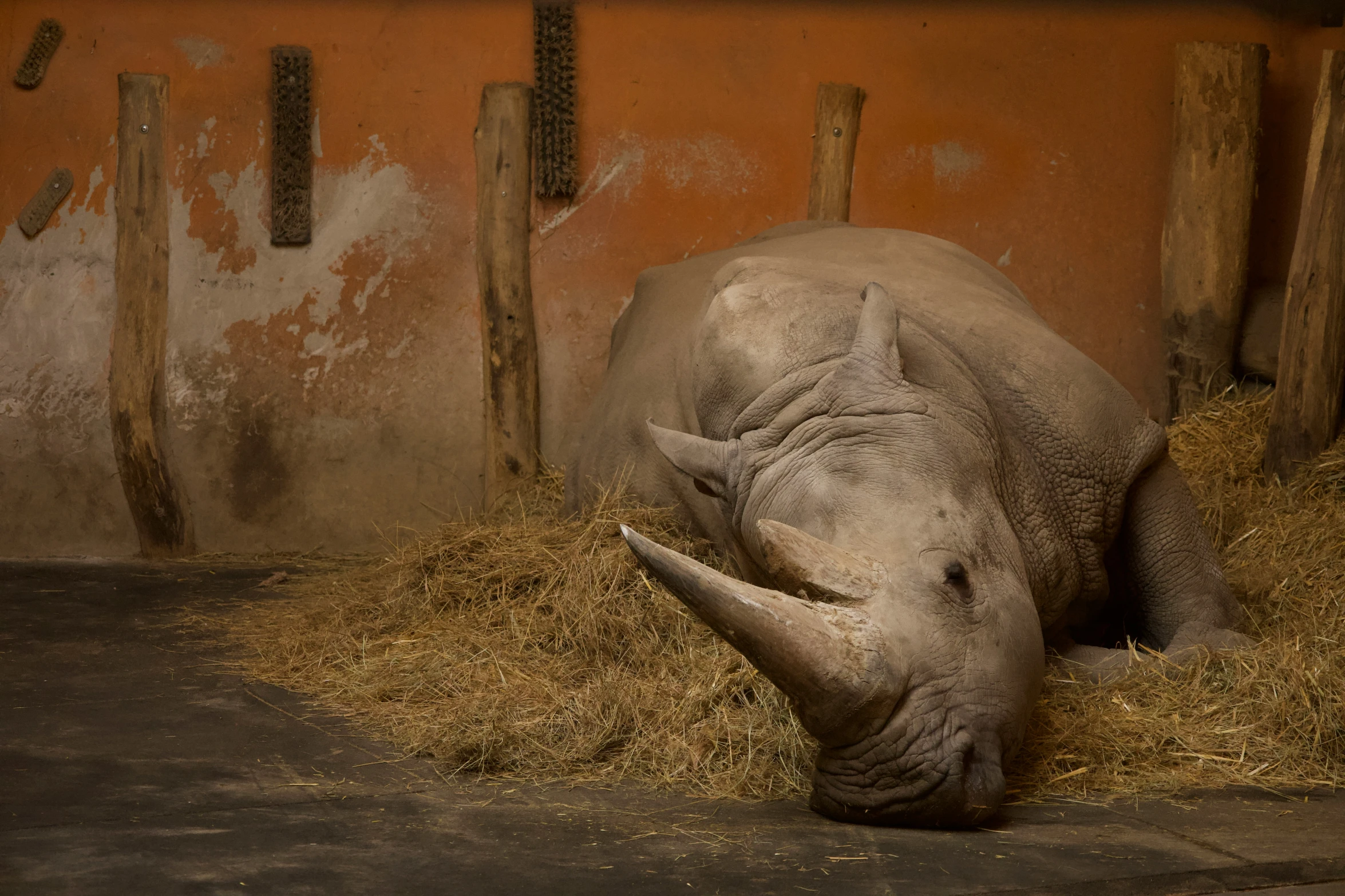 a rhino laying on top of hay in an exhibit
