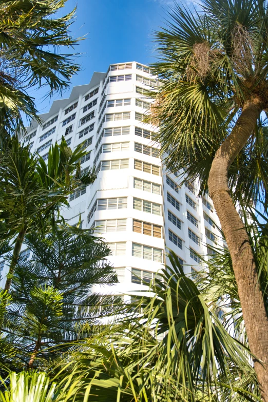 some tall buildings are behind tropical trees and clouds