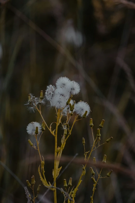 small white flower blooming from stems in a forest