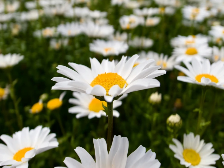 a field filled with white and yellow flowers