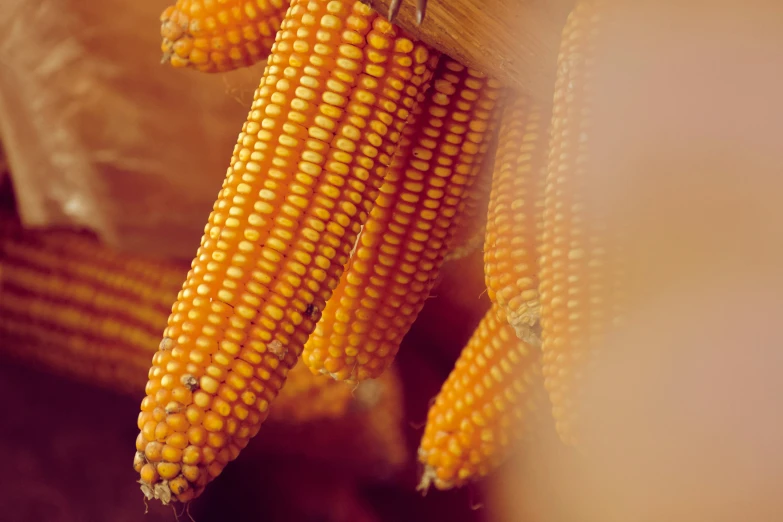 ear of corn hanging from a hook with other food in the background