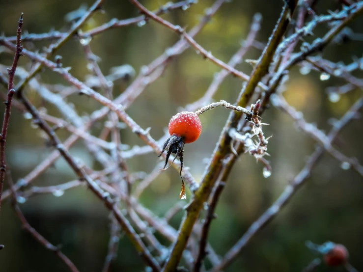 some fruit on a tree nch in the winter