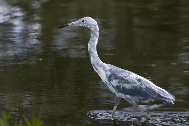 a blue and white bird walking in a stream