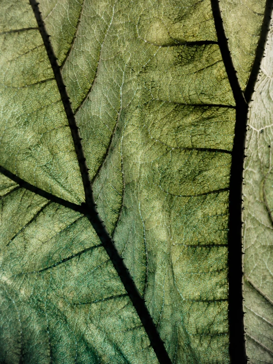 an abstract po of a green leaf showing many leafs