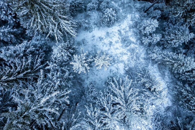 the top view of trees in the forest, looking down