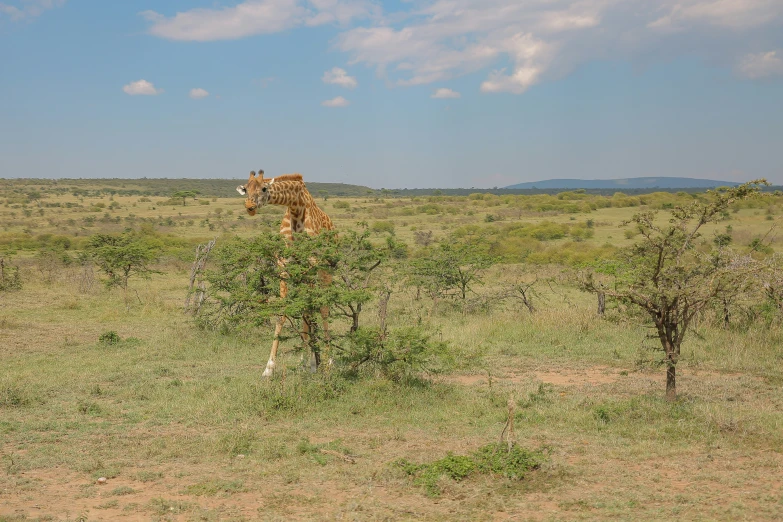 a giraffe standing on top of a grass covered field