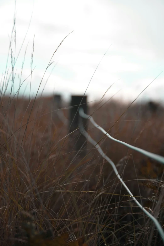 there is a view of a tall field with many plants