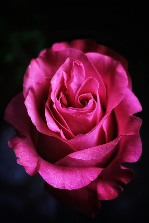 a pink rose in close up, with a black background