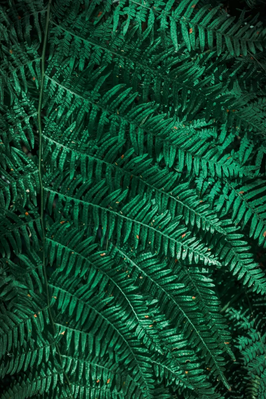 a very close up view of some green leaves