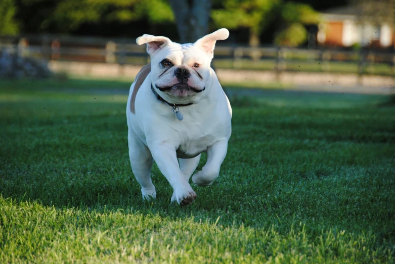 white bulldog running through a fenced in area