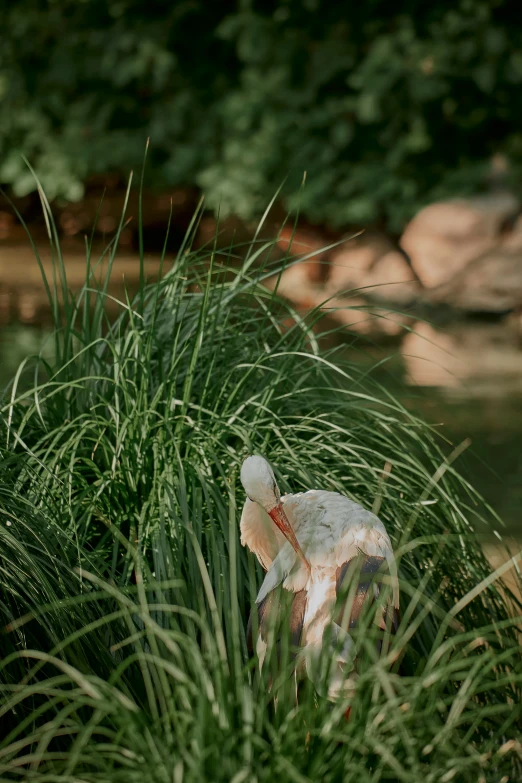 a statue is seen in the tall grass by the water