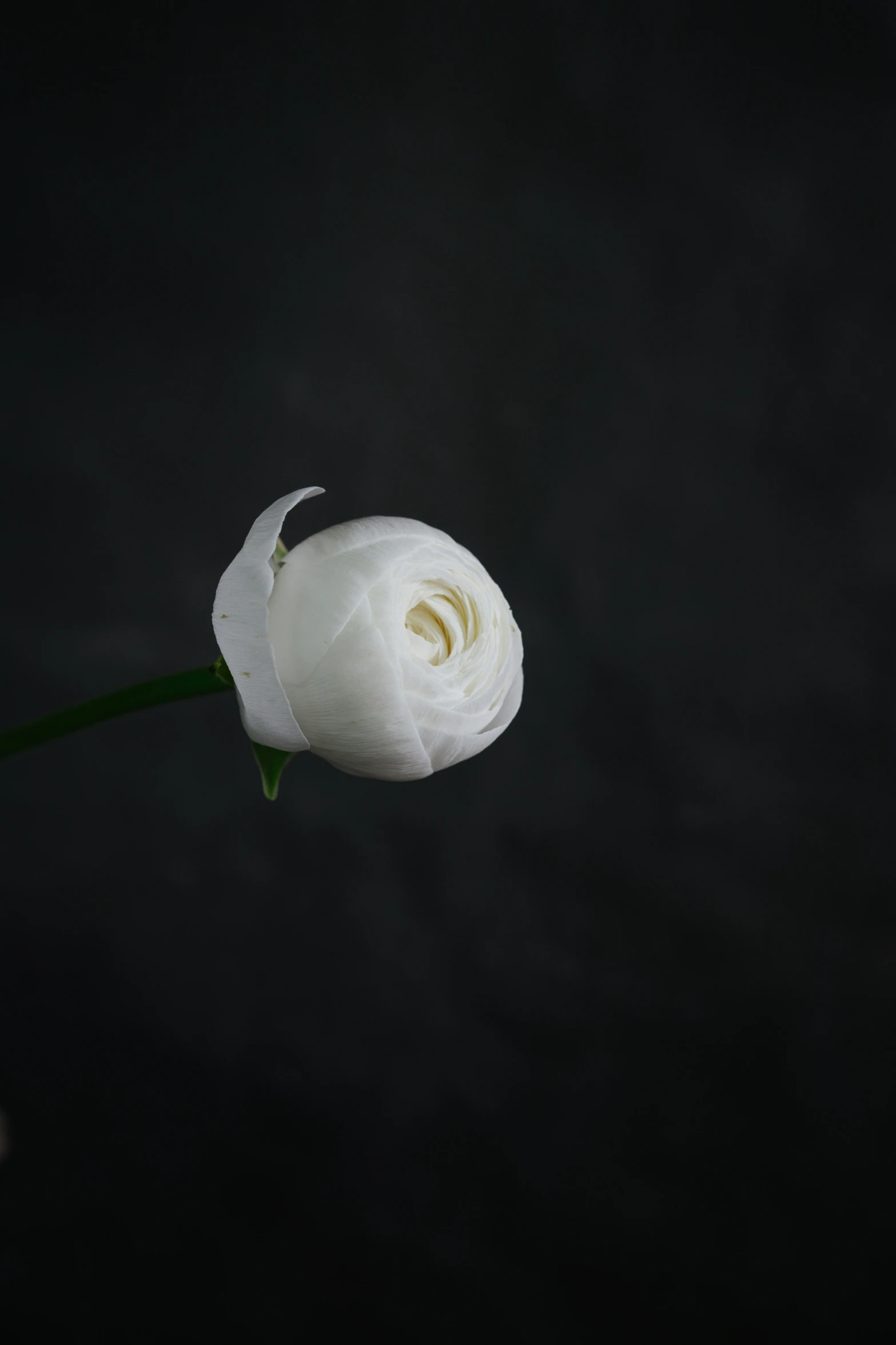 there is a small white flower that has fallen to the ground