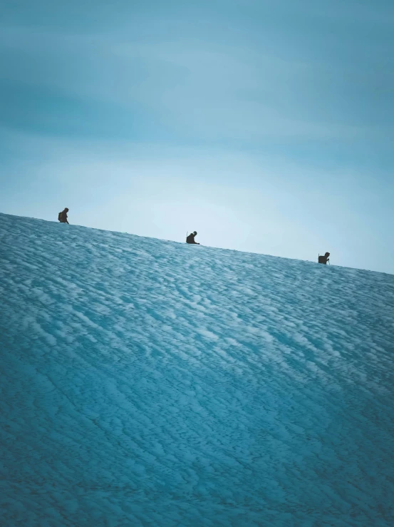 three cows are walking across the blue waters