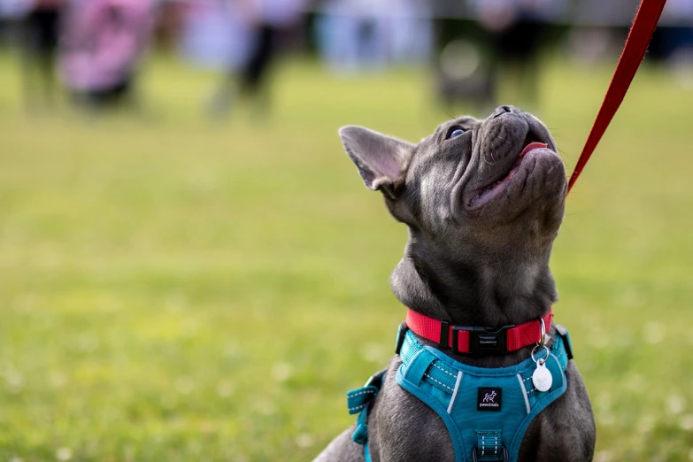 a gray dog wearing a blue harness holds up its leash