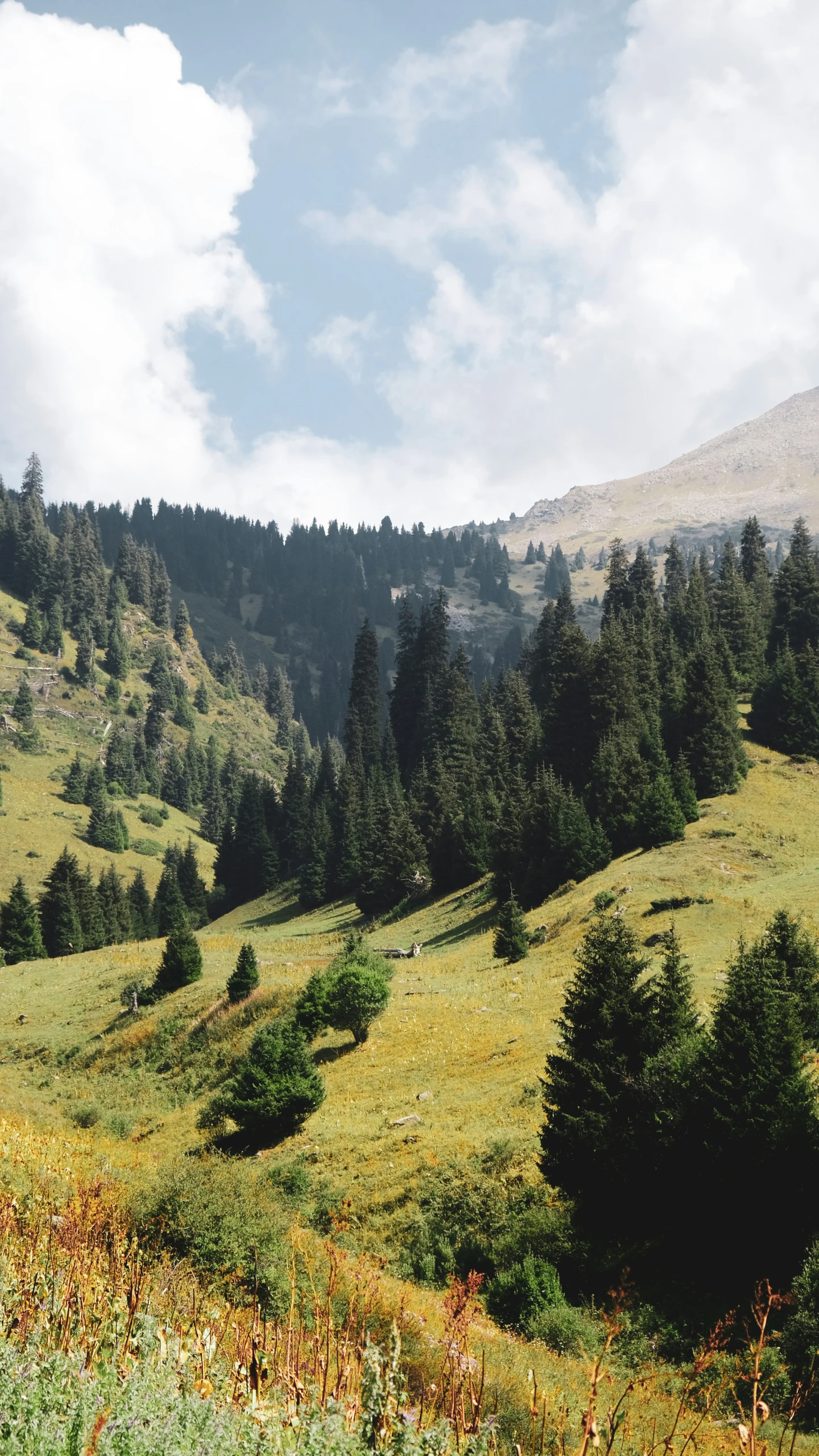 a large open field with lots of trees