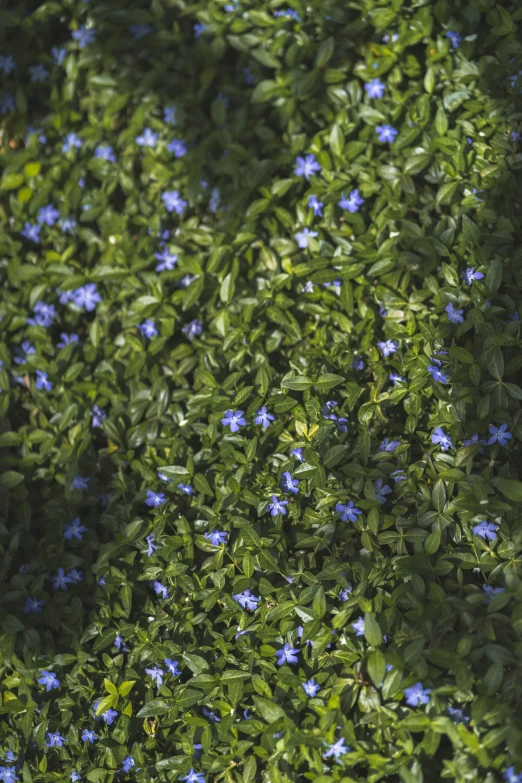 blue flowers sitting on top of green leaf covered plants