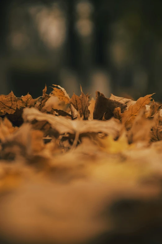 a pile of fallen leaves sitting on the ground