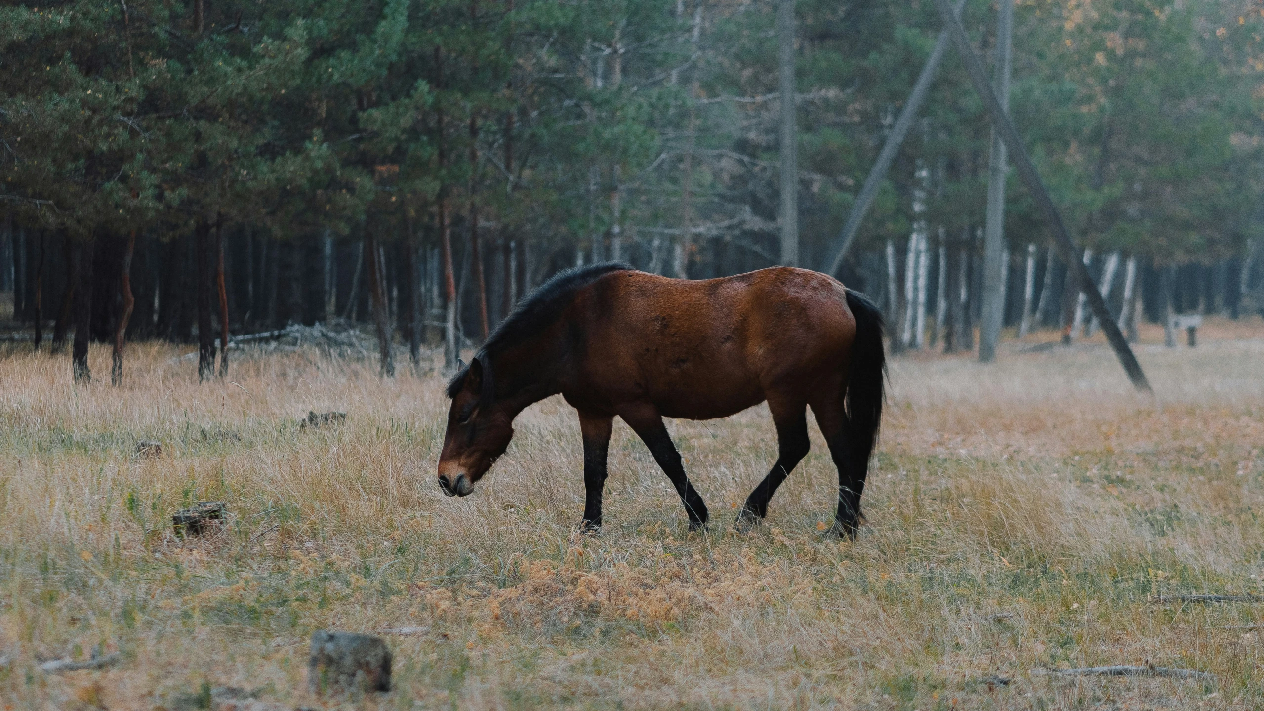 a horse is grazing in a field near a forest