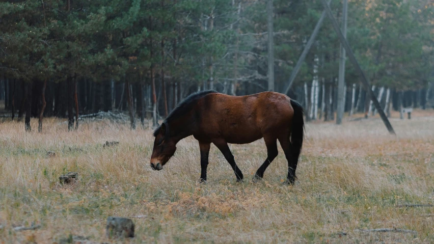 a horse is grazing in a field near a forest