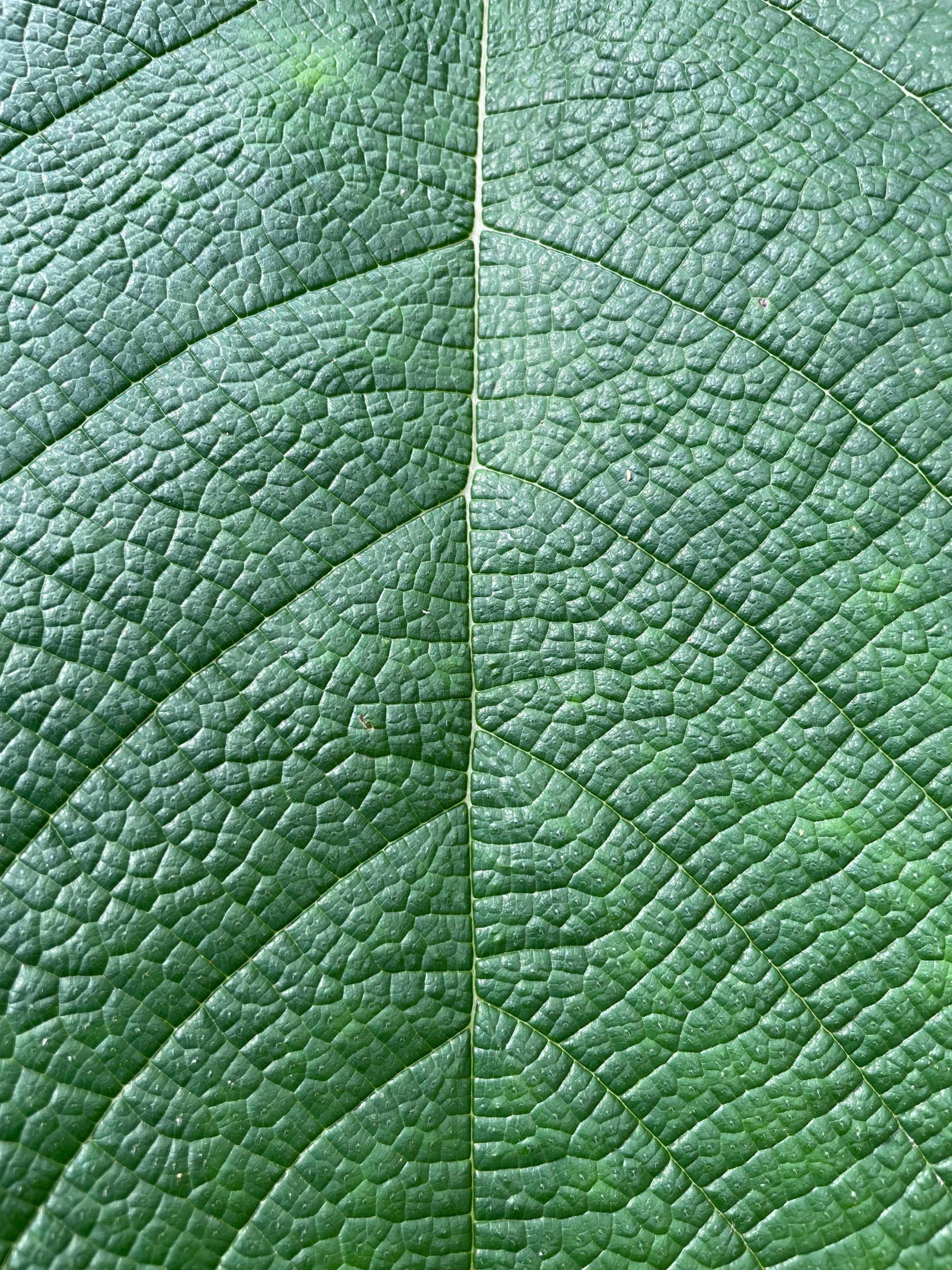 close up of a green leaf showing many patterns