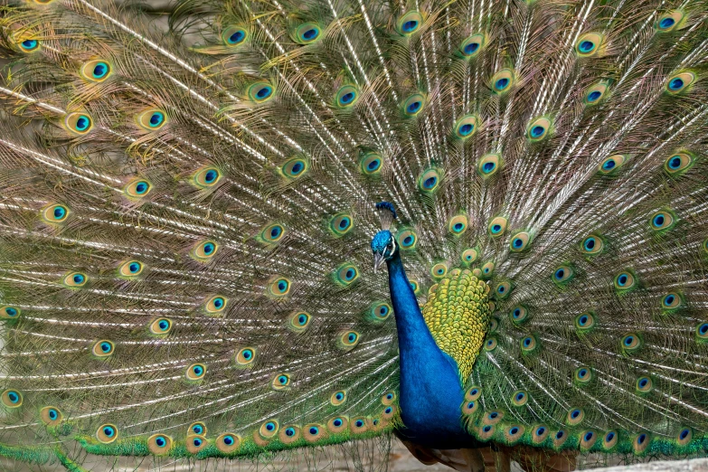 a bird with feathers wide open standing in front of a building