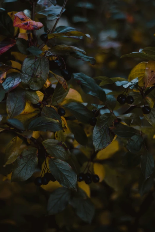 there are many leaves and flowers on this tree