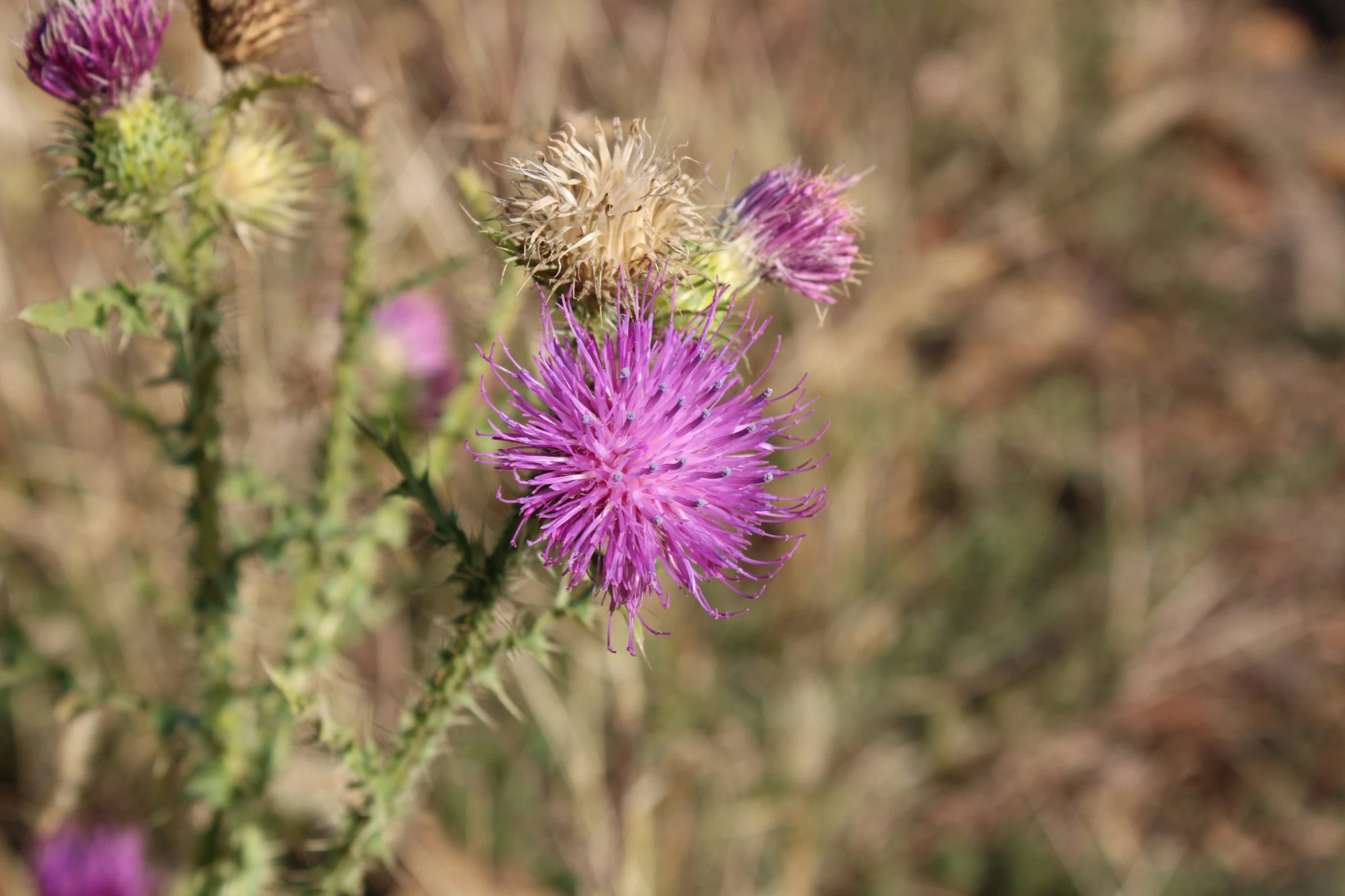 a thistle flower growing in a field