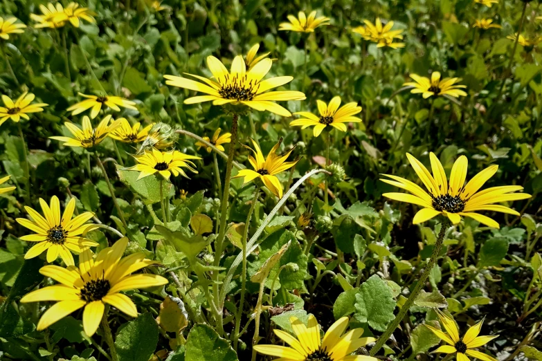 small yellow flowers grow on the ground next to green vegetation
