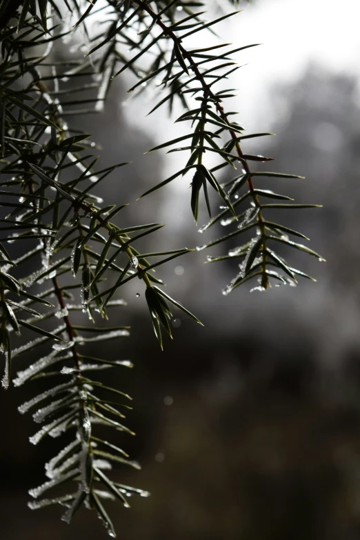 some snow is hanging from a tree nch