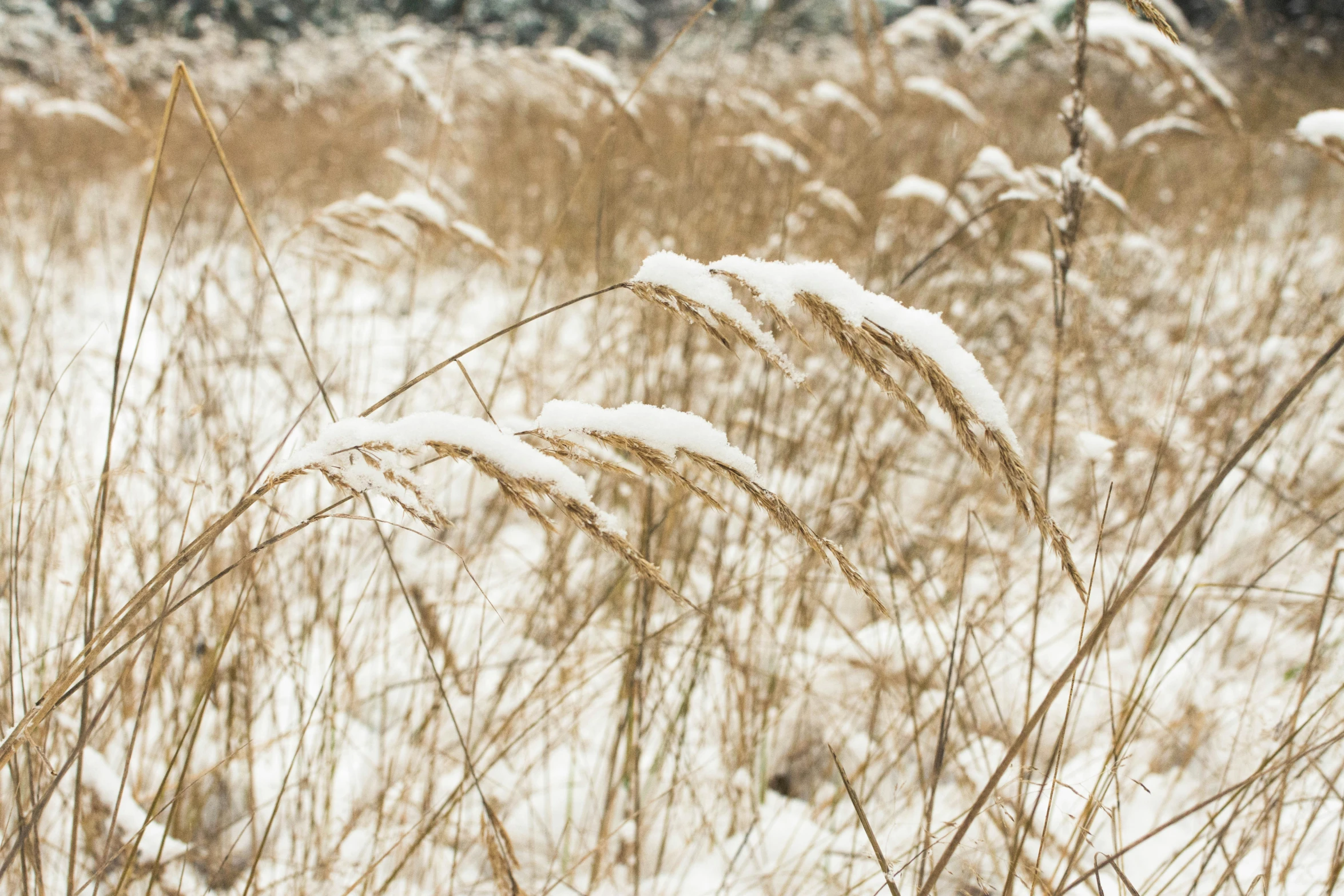 a field of snow and grass covered in snow