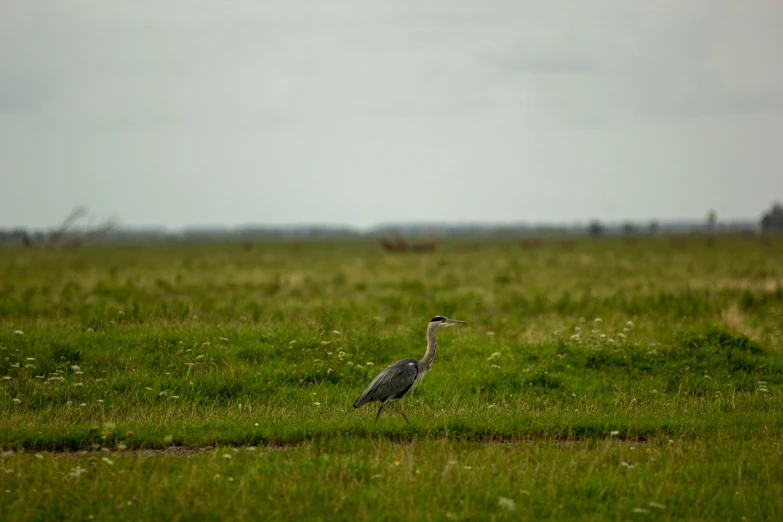 a bird in the middle of a grassy field