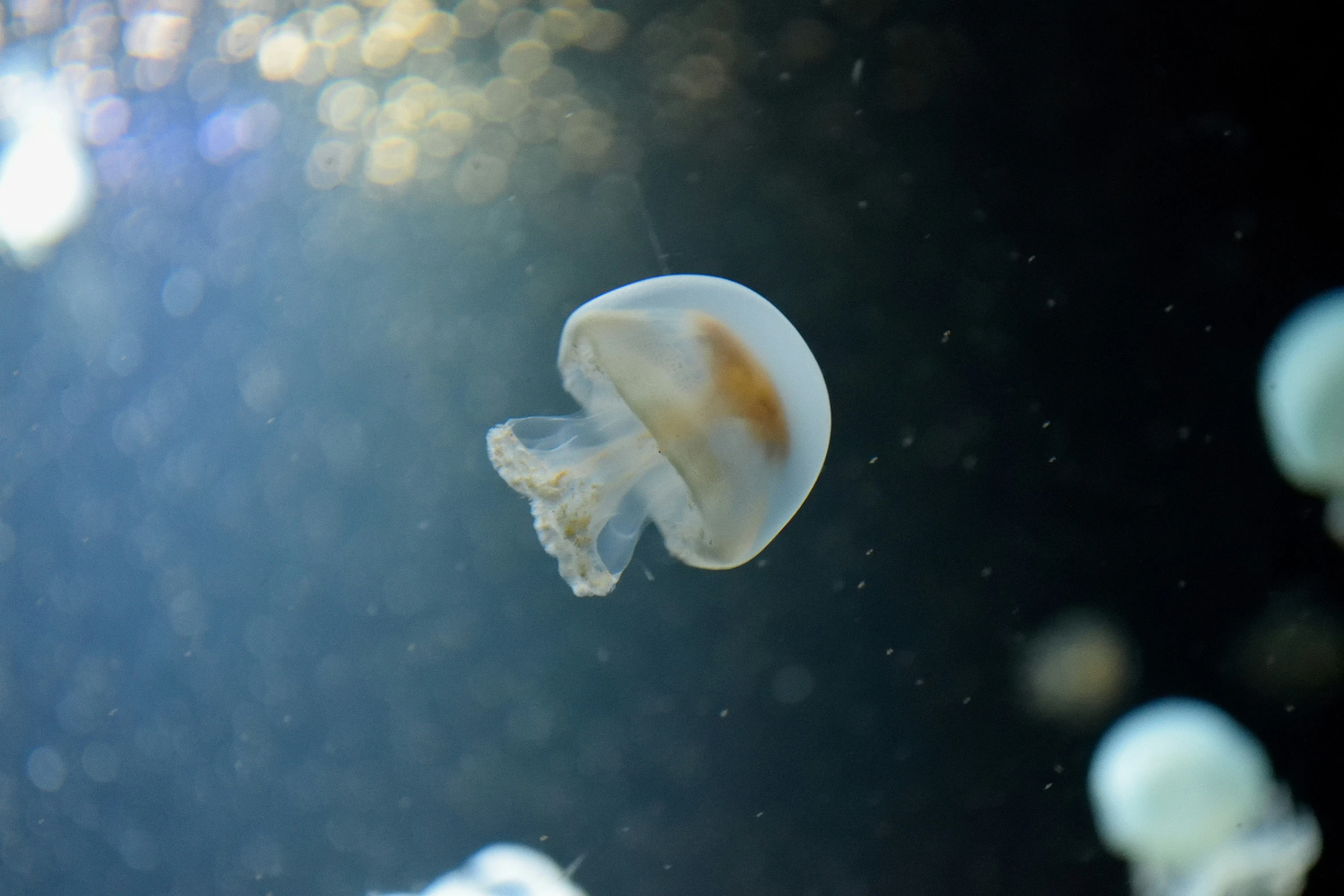 a very cute looking jellyfish floating in the water