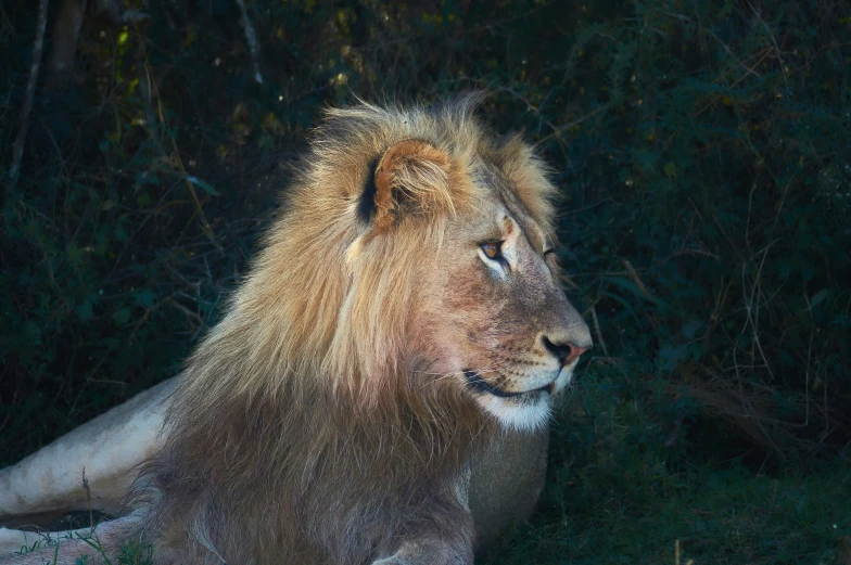 a lion sitting on the ground looking out into the distance