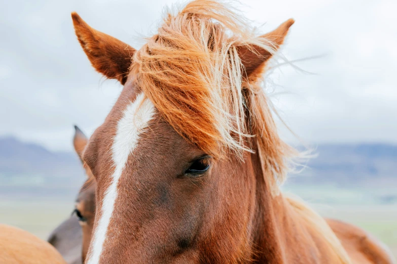 a close up of two horses in a field