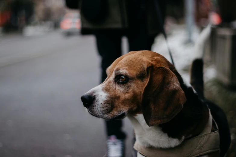 a brown dog is sitting on a leash