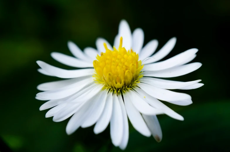 the large white flower with yellow center is looking down