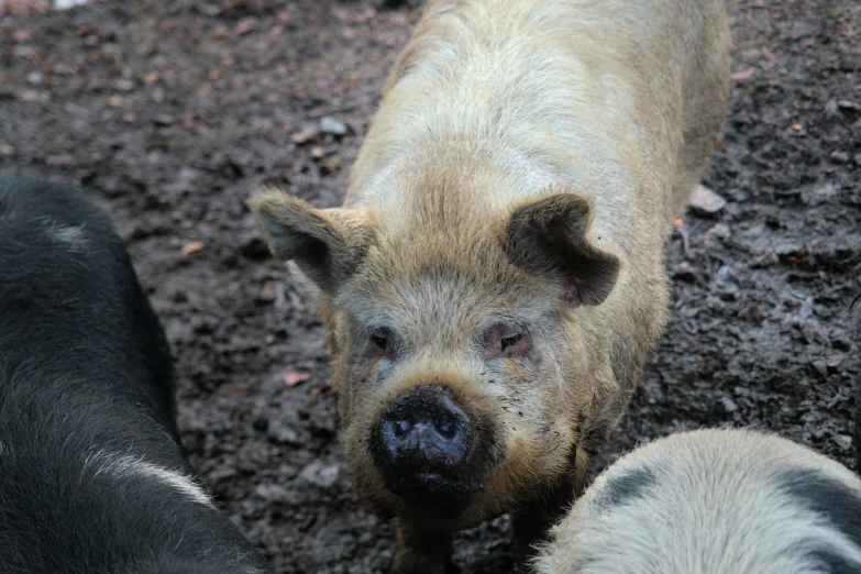 pigs looking at the camera on a muddy surface