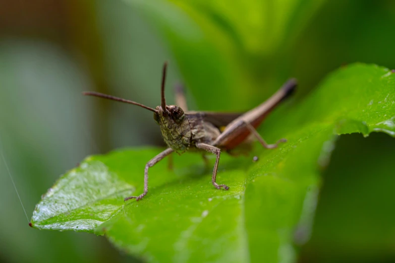 a brown insect standing on green leaves in the forest